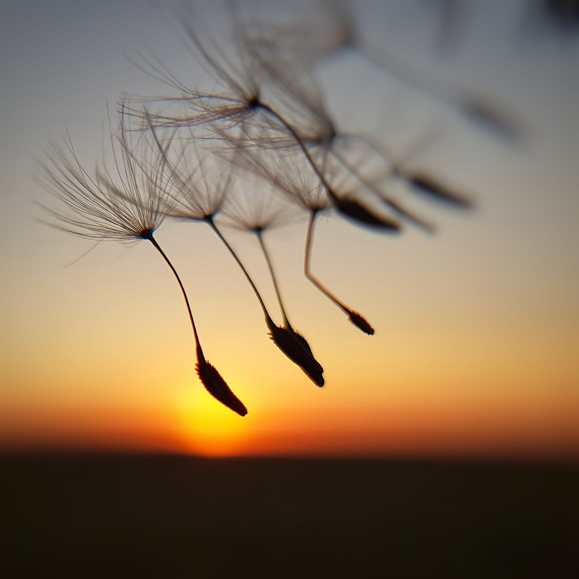 Pusteblumensamen fliegen im Sonnenlicht – Symbol für Loslassen und Neubeginn bei JUNOVIA Leipzig, Cornelia Heide